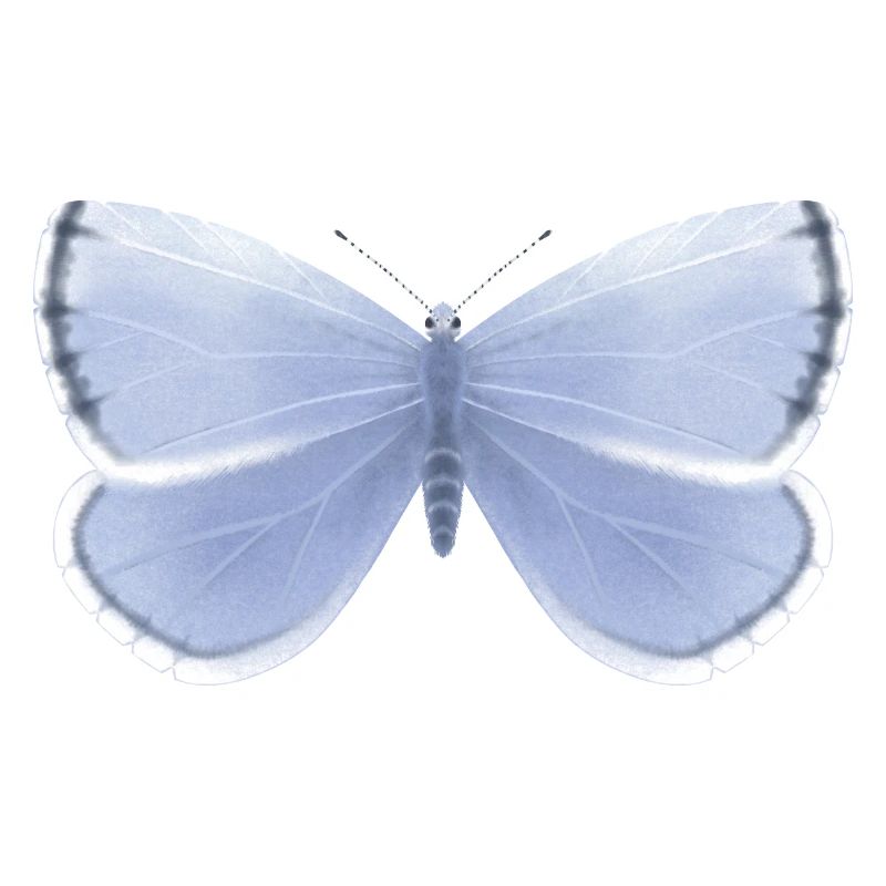 Papillon bleu