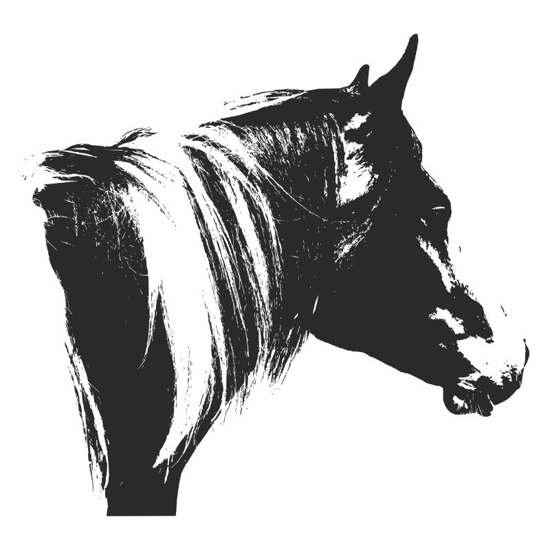 Lewitzer Schecke, Cheval Schecke, Équitation Pinto