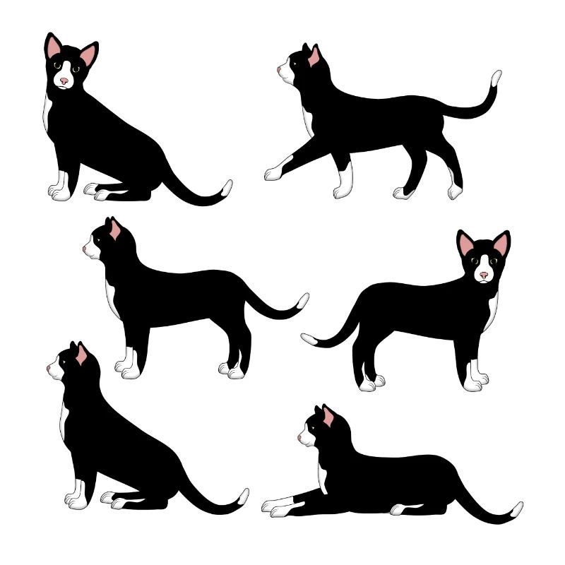 sélection de chat noir et blanc