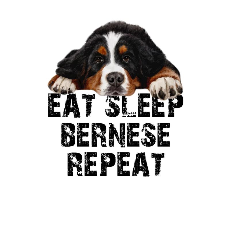 Bouvier bernois