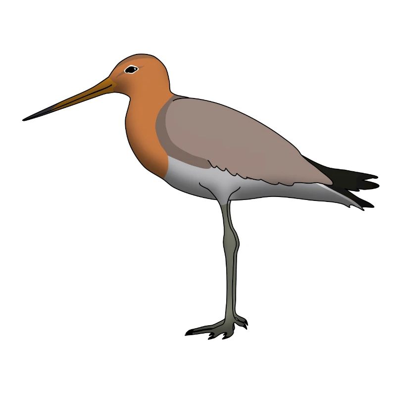 shore snipe