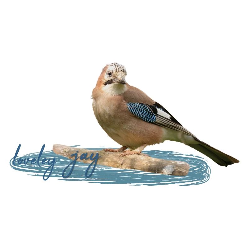 Jay