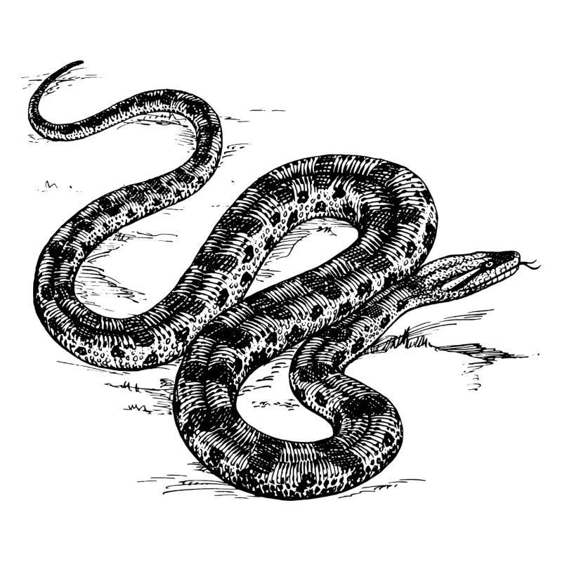 Serpent gris