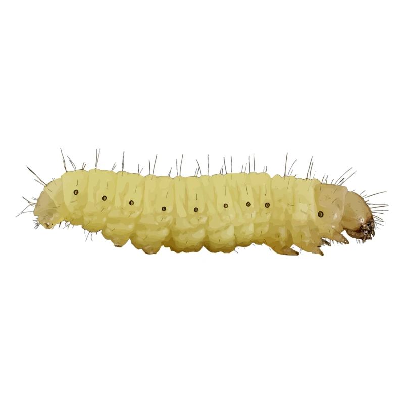 chenille