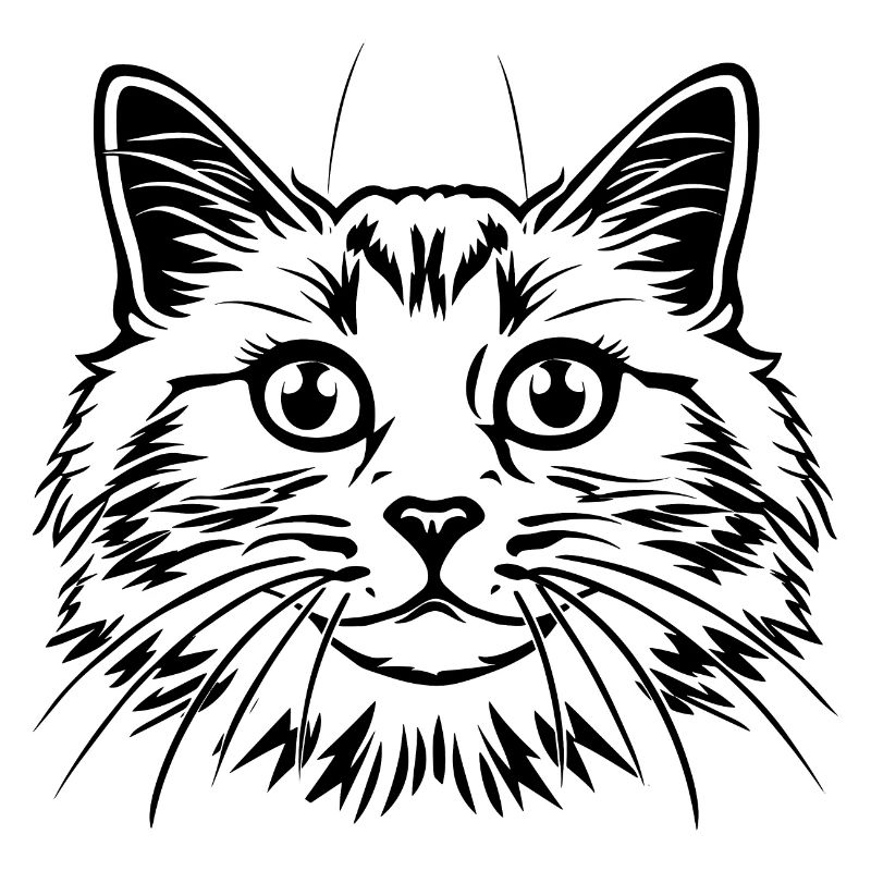 Chat, Motif De Chat, Visage De Chat