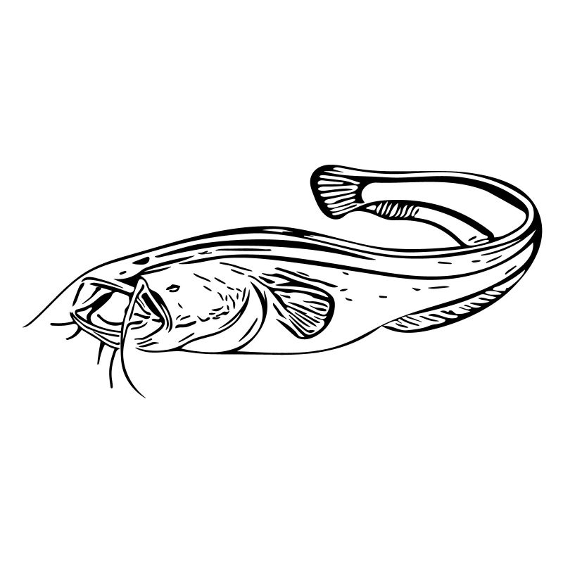 Poisson-chat - pêcheur