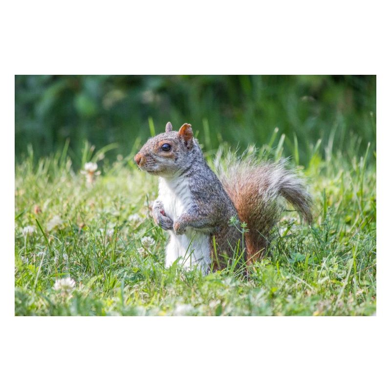 Écureuil gris debout (Sciurus carolinensis) gris