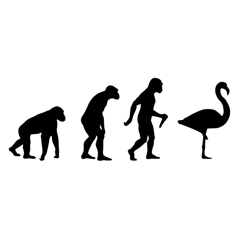 L'évolution du Flamant Rose