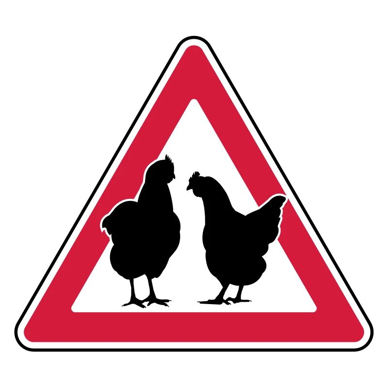 Chicken evening chicken attention free-range hens