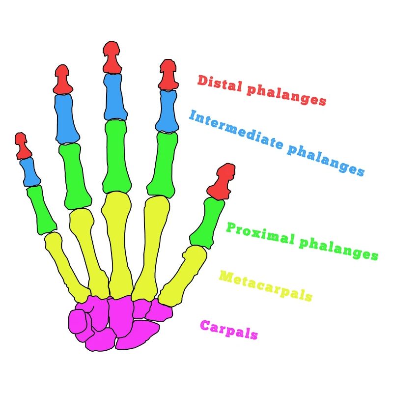mains os anatomie humain évolution Physio