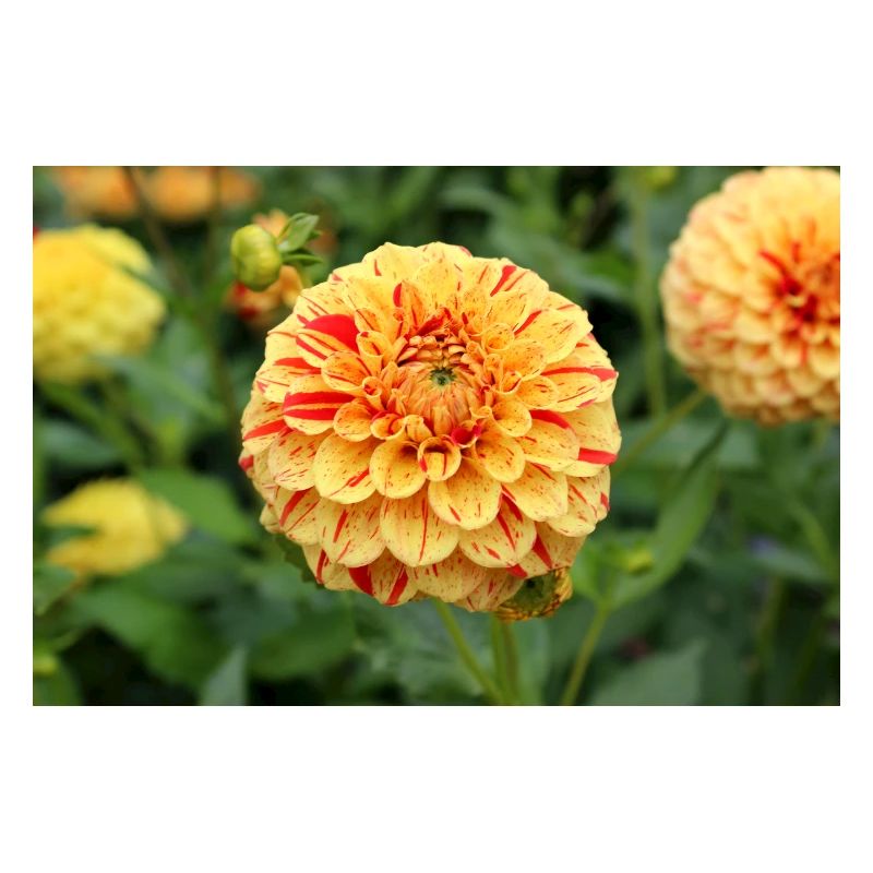 Affiche fleur de fleur de dahlia jaune