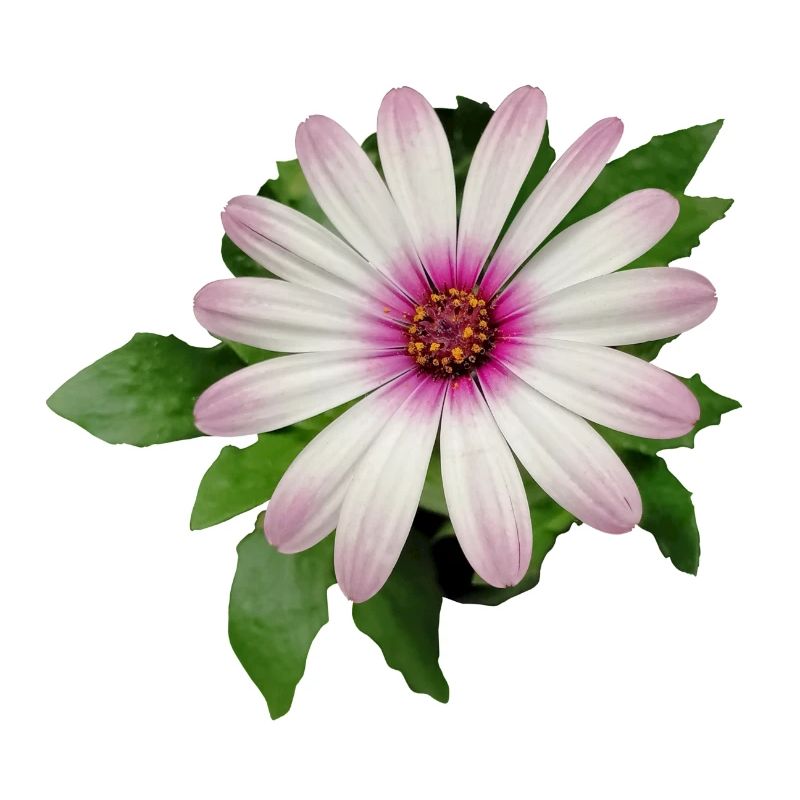FLEUR DE PANIER DE CAPE VIOLETTE ET BLANCHE