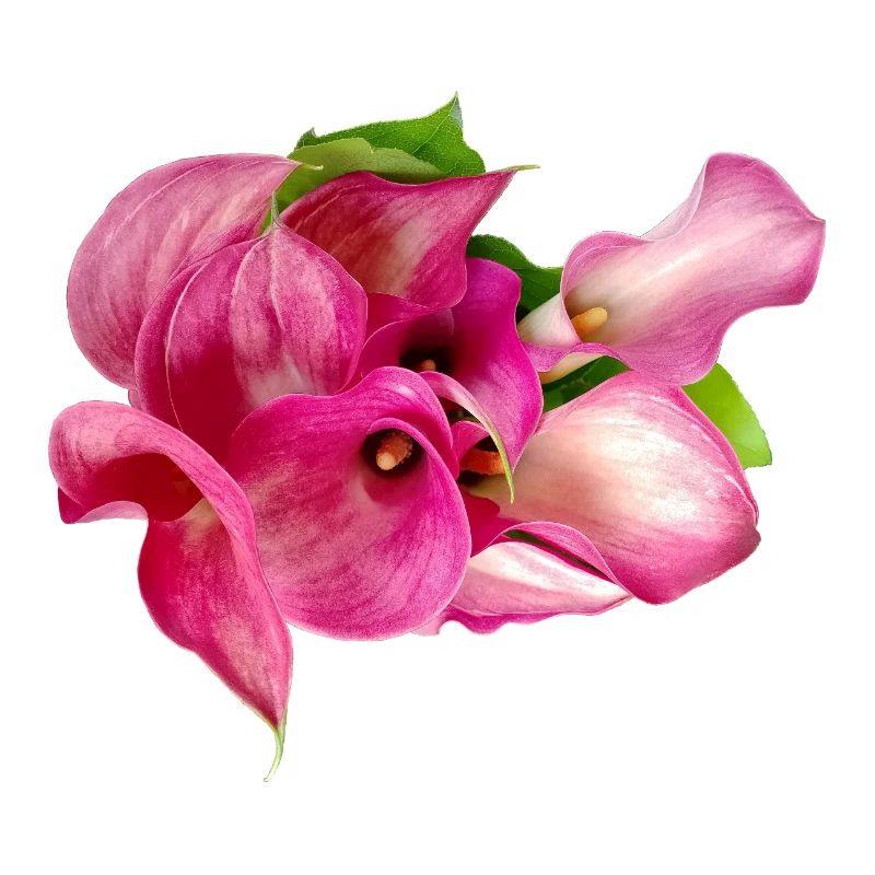 Lys Calla