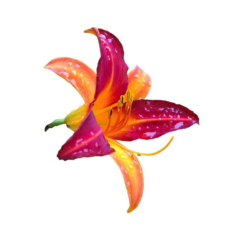 Hémérocalle tropicale - Fleur d’hémérocallis
