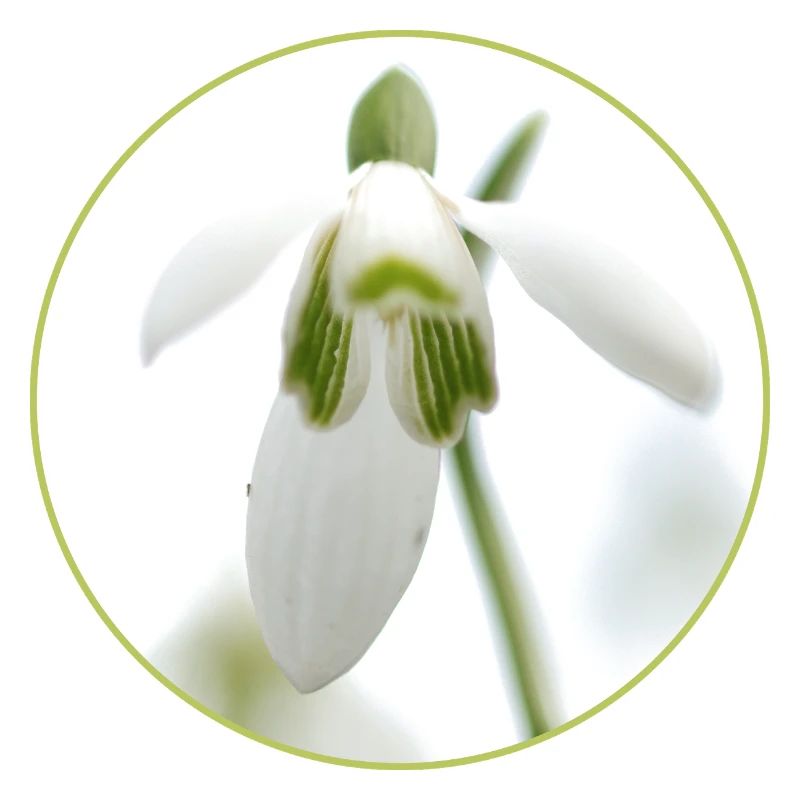 Snowdrop Blossom White Blossom Spring