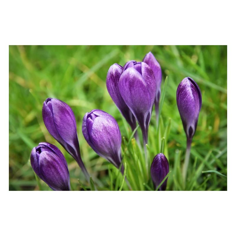 Grappe de crocus violet dans le jardin de printemps
