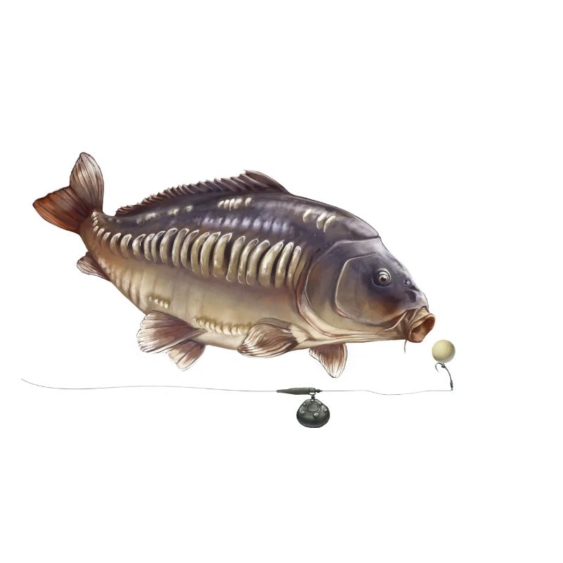 Conception de gréement de pêche à la carpe miroir Pêche au poisson