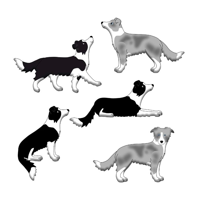 Sélection de Border Collie