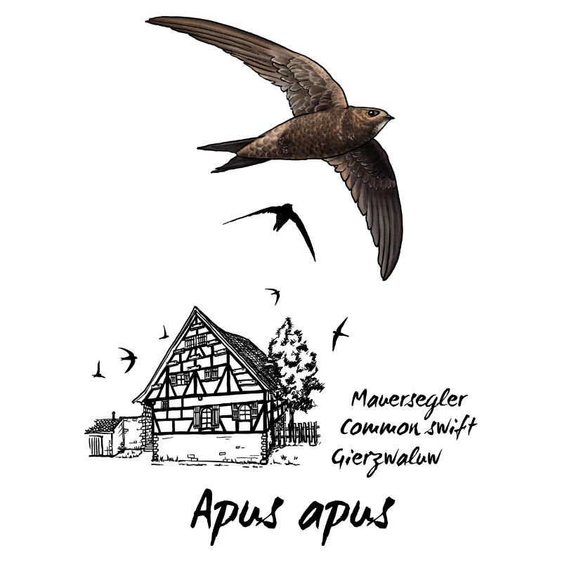 Swift with half-timbered house