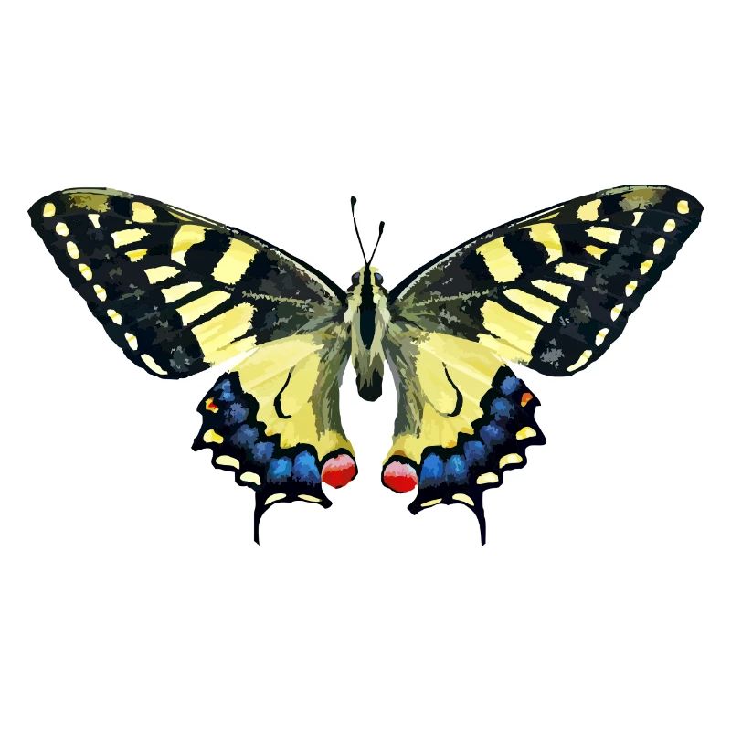 papillon - papillon
