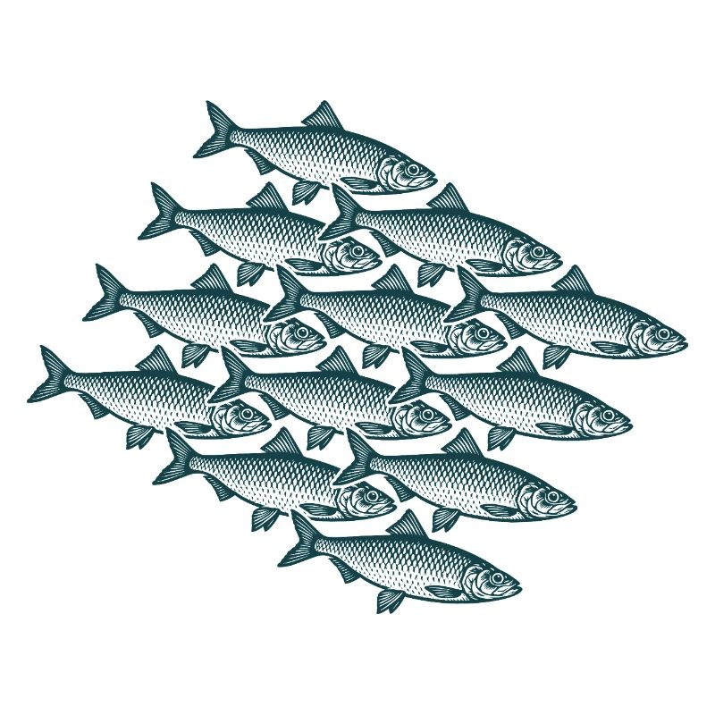 Swarm Intelligence - Essaim de harengs