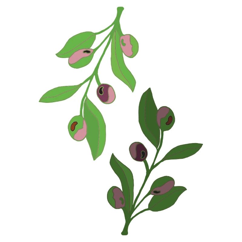 branches d’olivier, vert rose