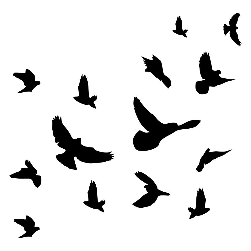 Oiseaux