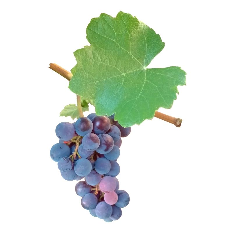 Grapes – fruity elegance