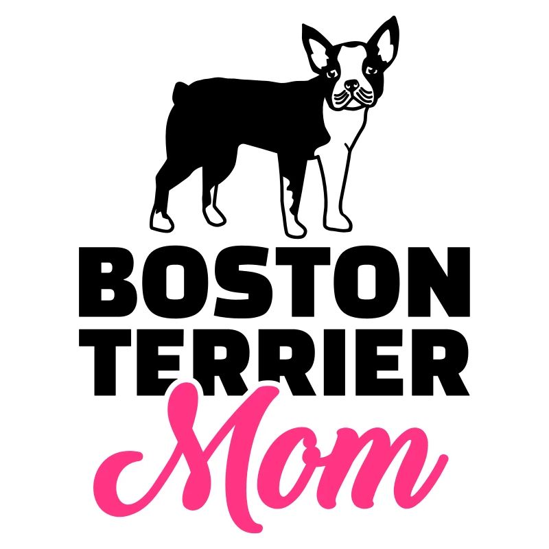 Boston Terrier