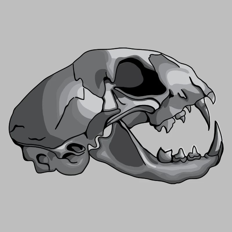 crâne de chat