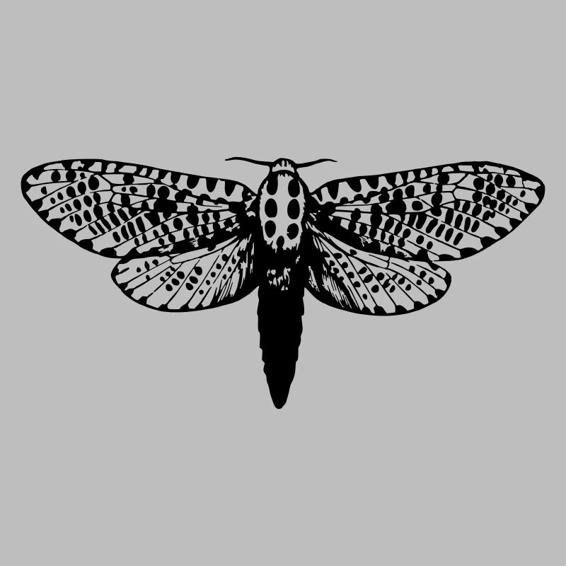Moth drawing