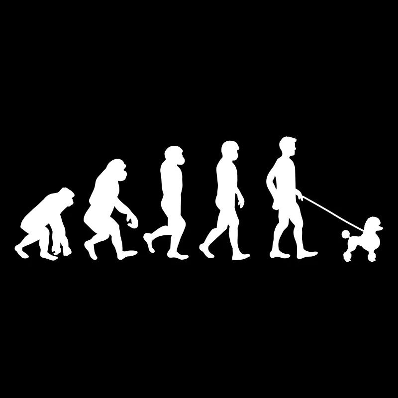 Caniche - Evolution