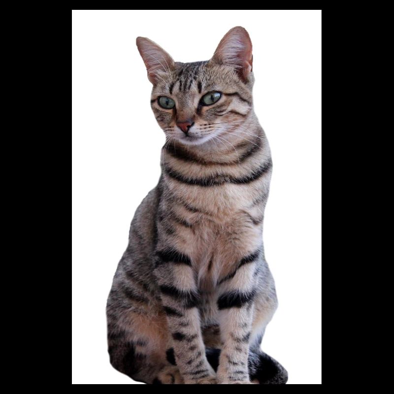 Chat chat noir chaton