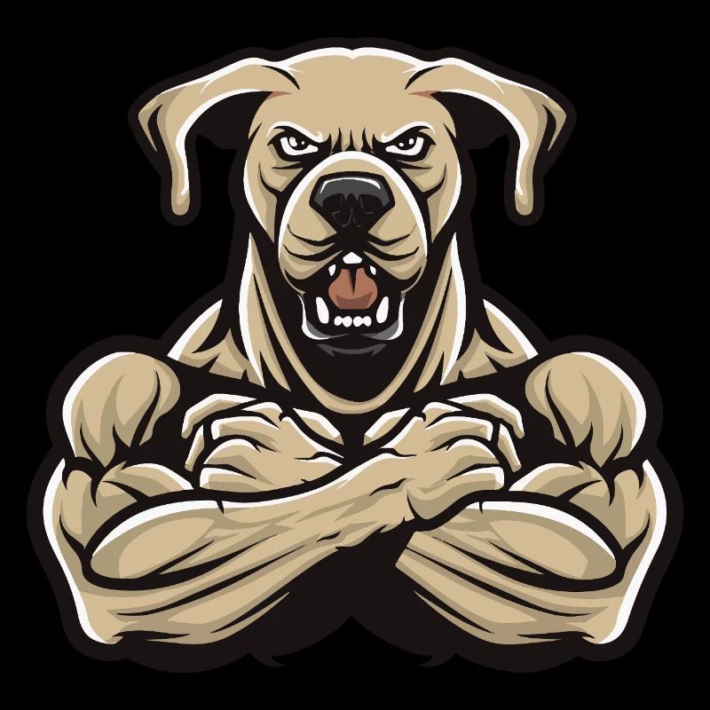 Labrador Chien Muscles Musculation