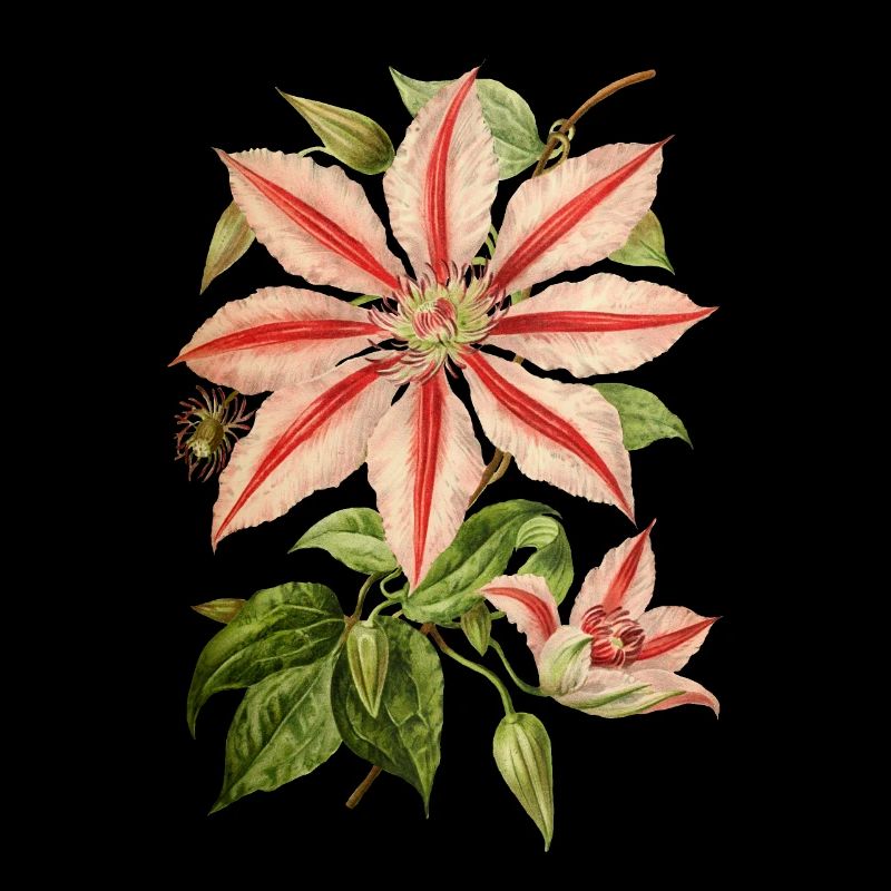 Clematis Illustration, Vintage Botanical