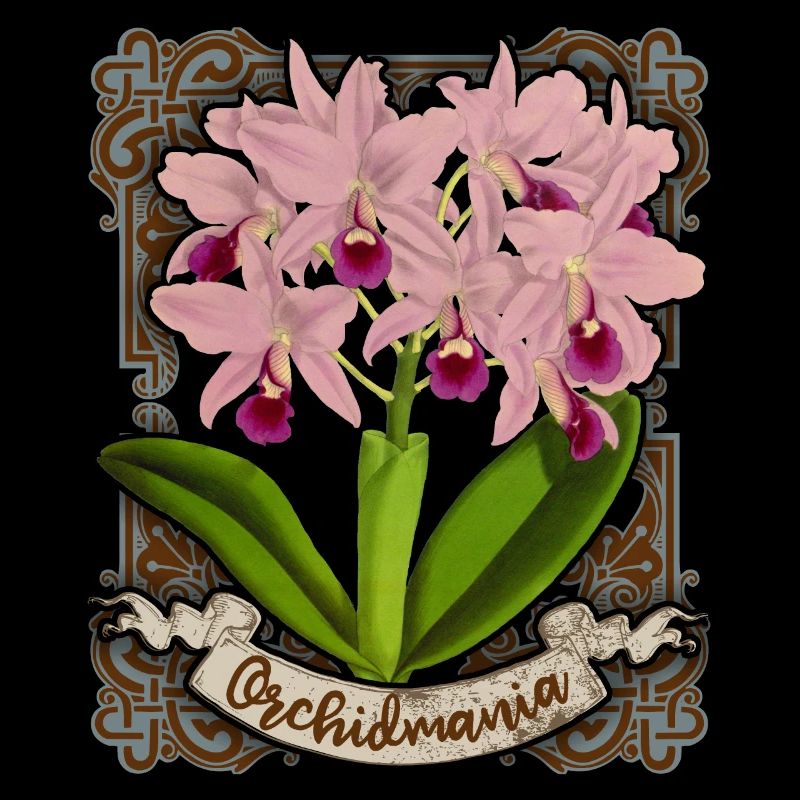 Illustration d’orchidée ancienne, orchidée vintage