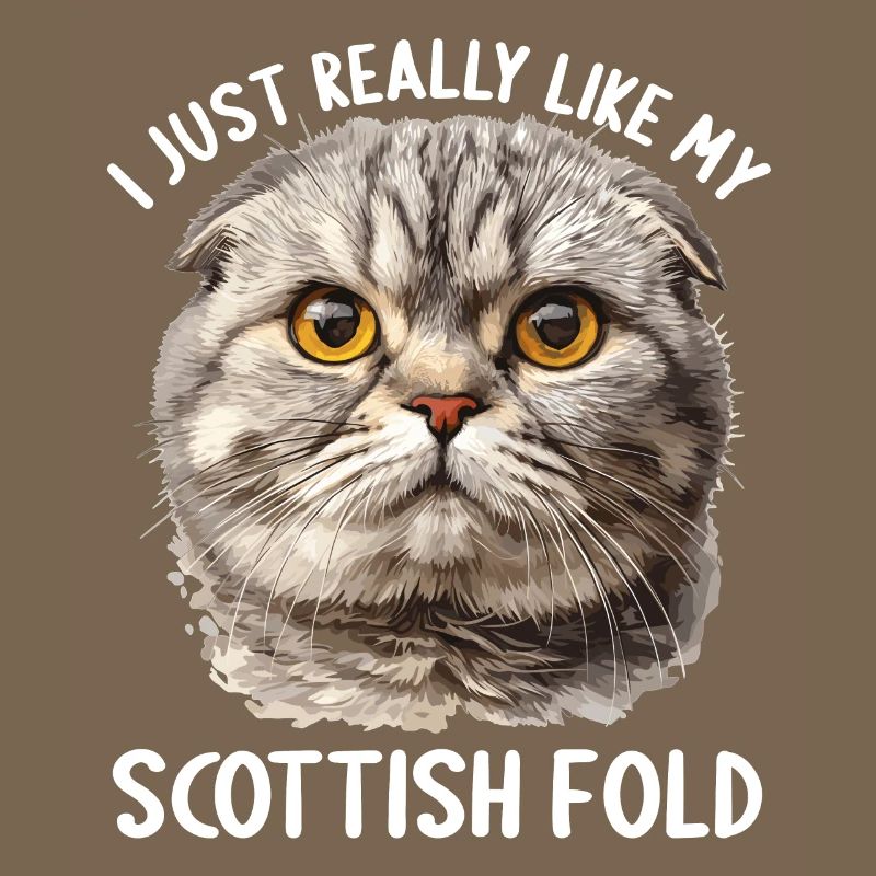 Scottish Fold Kitten Scottish Fold chat