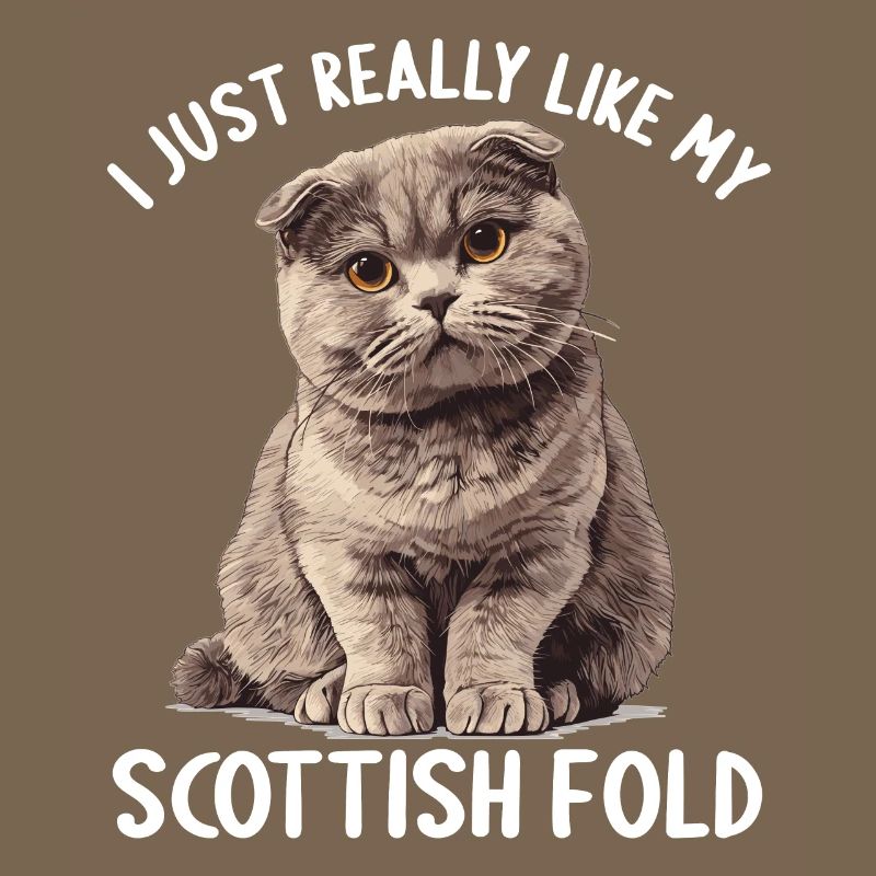 Scottish Fold Kitten Scottish Fold chat