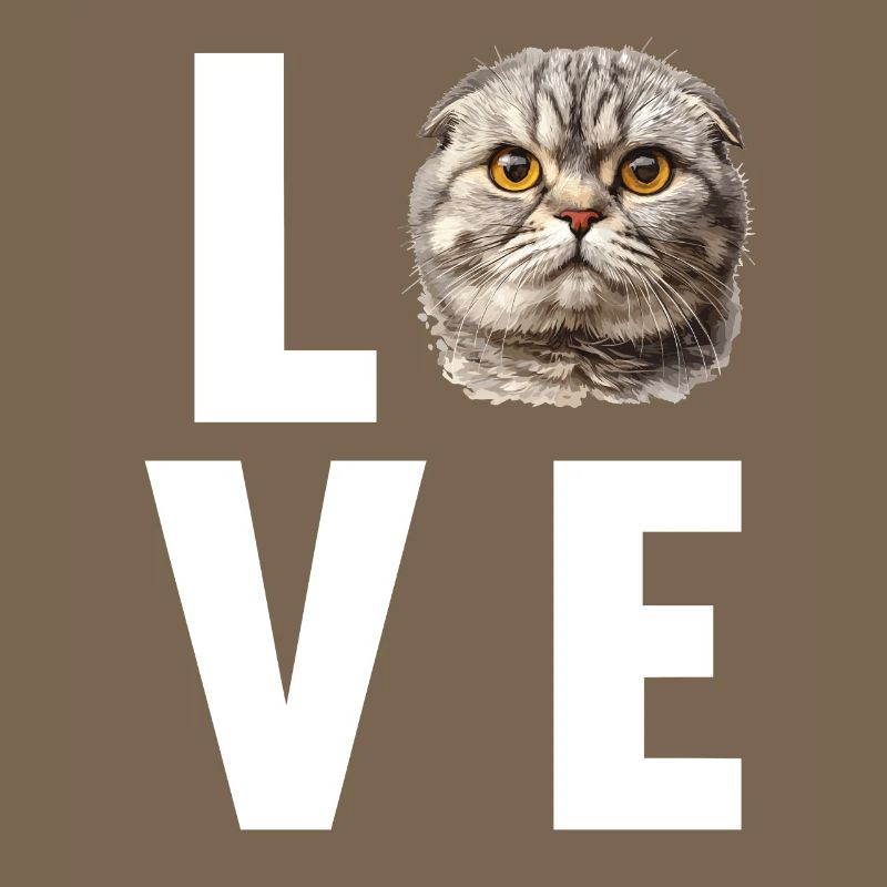 Scottish Fold Kitten Scottish Fold chat