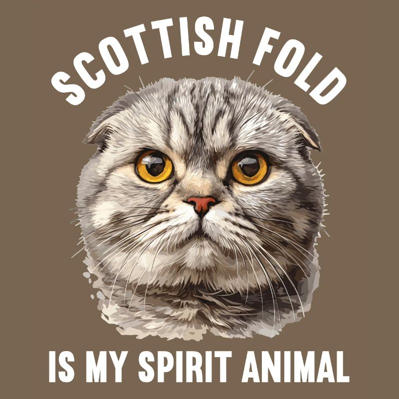 Scottish Fold Kitten Scottish Fold Cat
