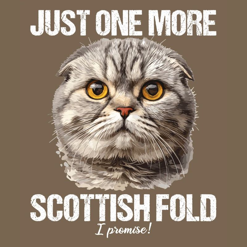 Scottish Fold Kitten Scottish Fold Cat