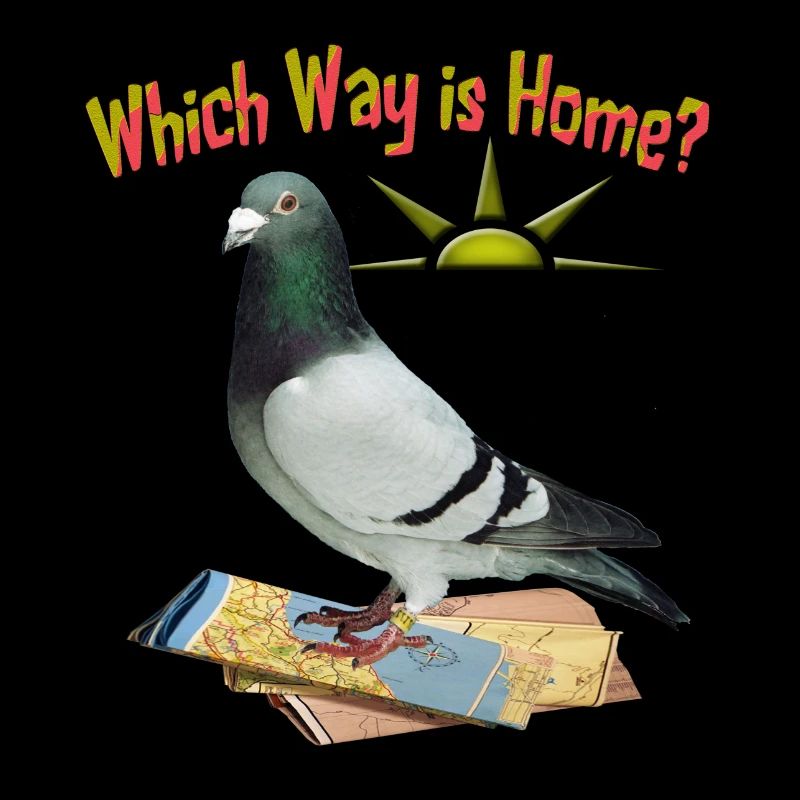 Which Way is Home