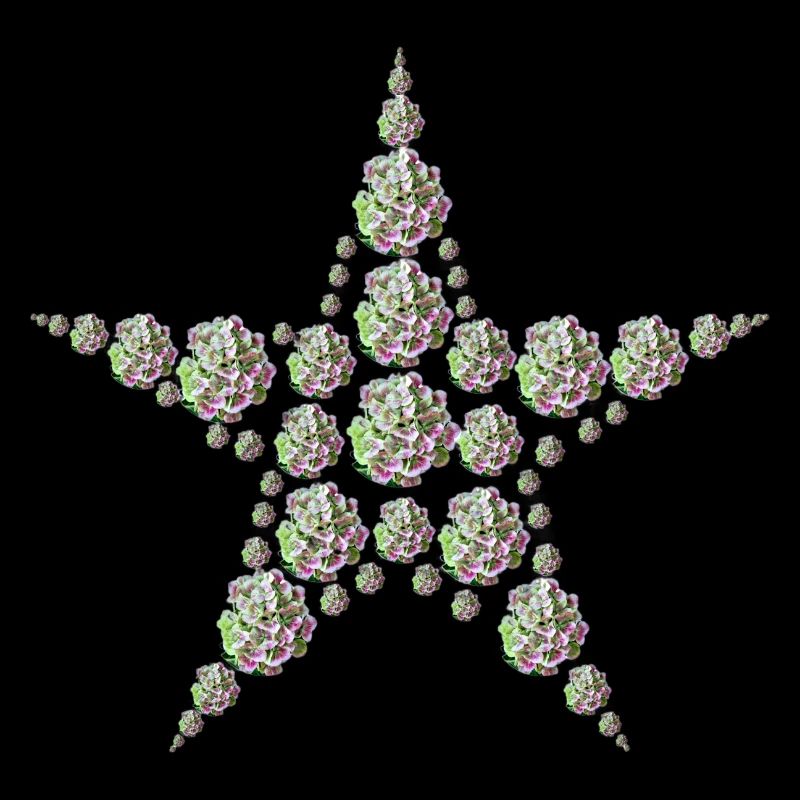 Star made of hydrangeas – elegance meets nature