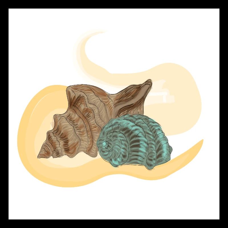 Sea conch
