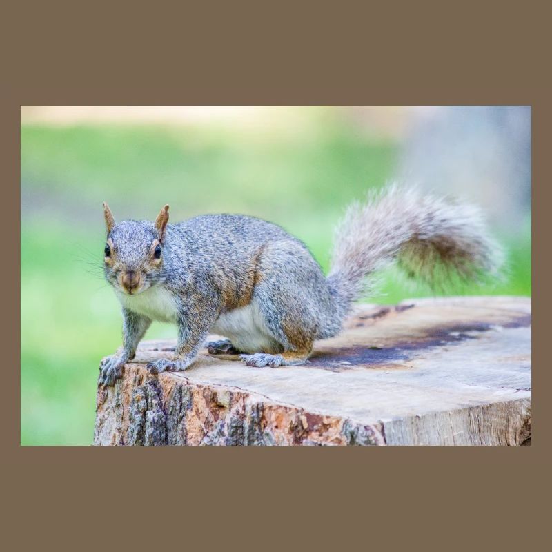 Écureuil gris Grauhörnchen Sciurus carolinensis