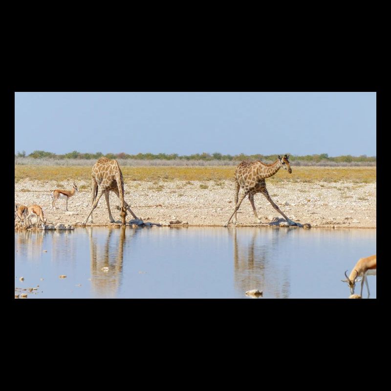 Landscape at the Cubango river with giraffe