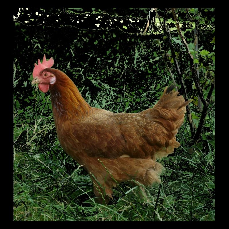 Poulet