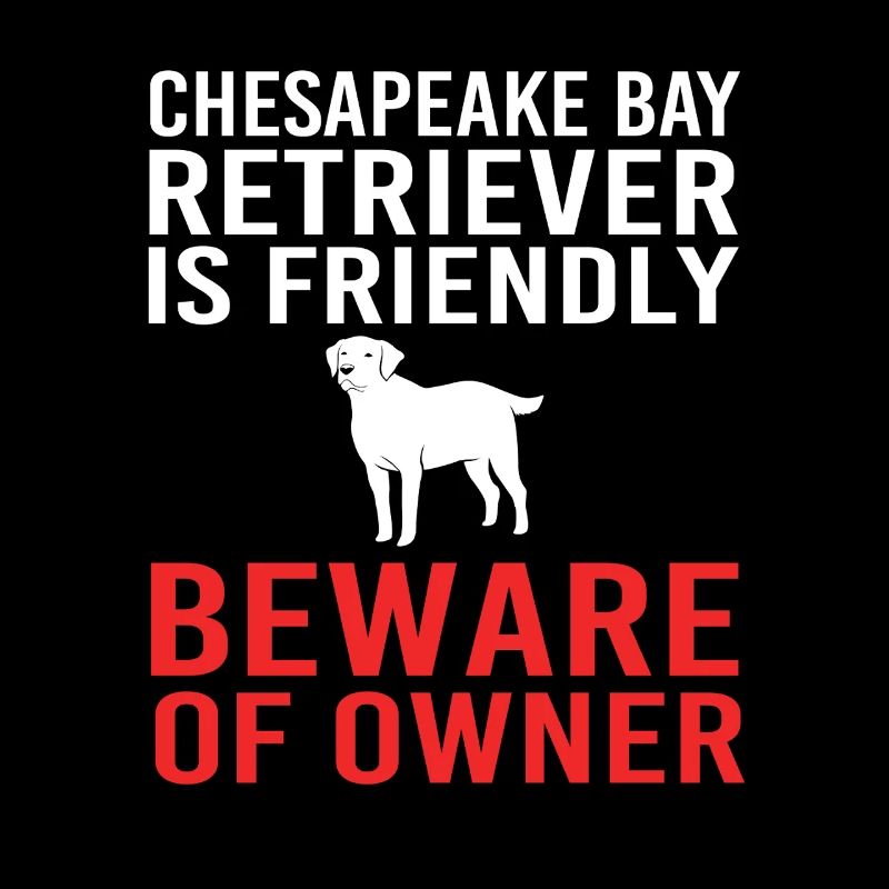 Retriever de la baie de Chesapeake