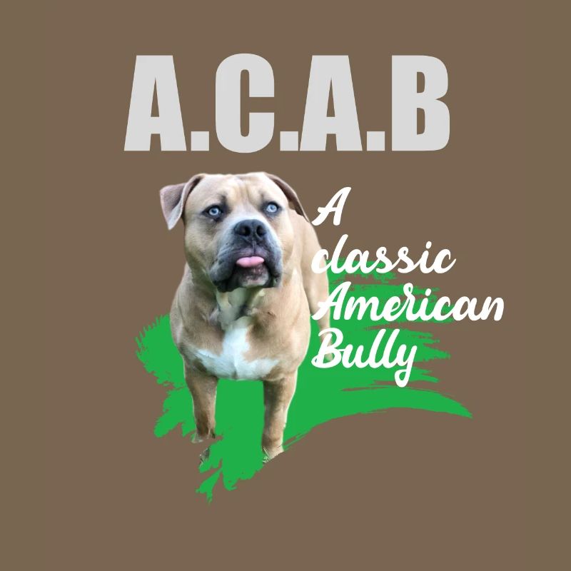 A classic American Bully without docked ears ACAB