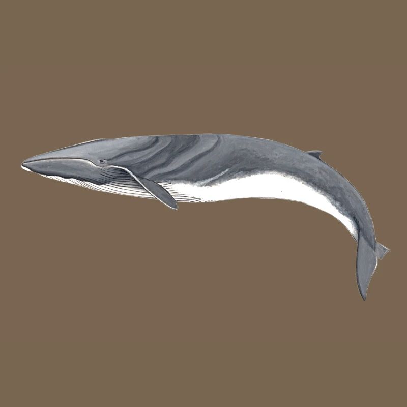 rorquals - rorqual - rorqual commun